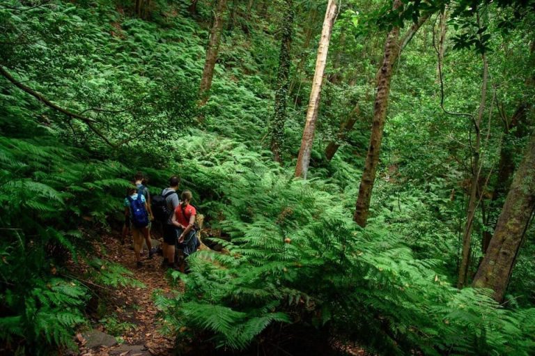 La Palma: Guided Trekking Tour To Cubo de la Galga